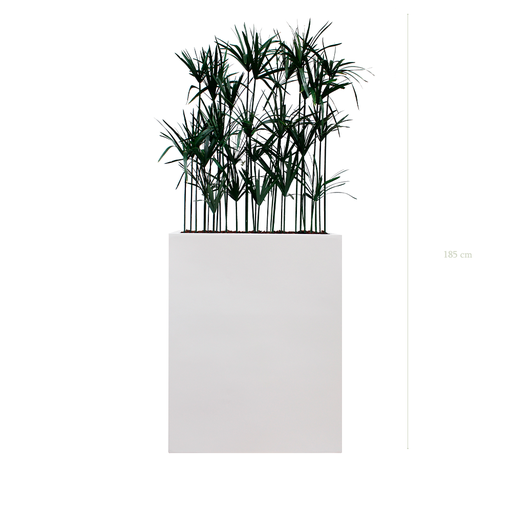 [S-TG5-FB1] Séparateur M. Papyrus - Bac Blanc #Stabilisé