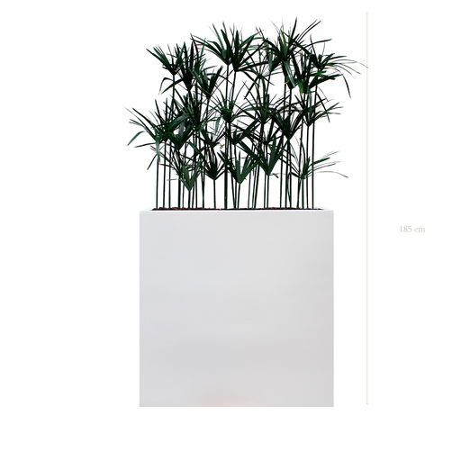 [S-TG5-FB3] Séparateur L. Papyrus - Bac Blanc #Stabilisé