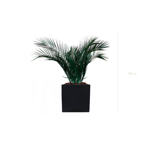 [S-TG6-FB9] Le Palm - Cube Noir #Stabilisé