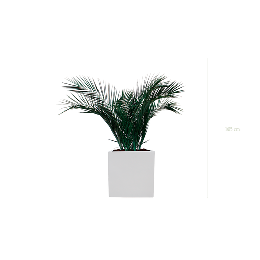 [S-TG6-FB10] Le Palm - Cube Blanc #Stabilisé