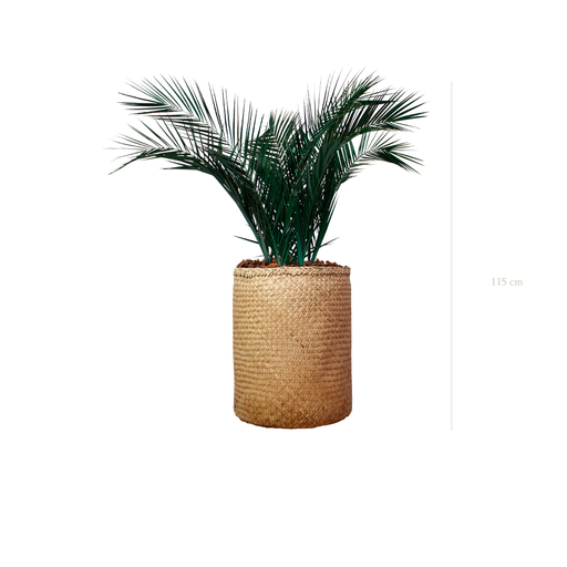 [S-TG6-TR3] The Palm - Natural woven Pot #Stabilized
