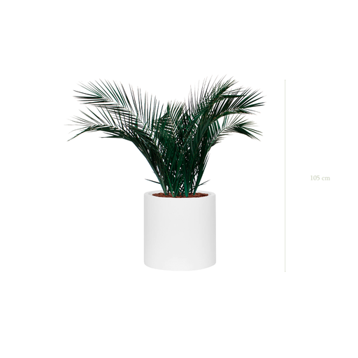[S-TG6-FB22] Le Palm - Cylindre Blanc #Stabilisé