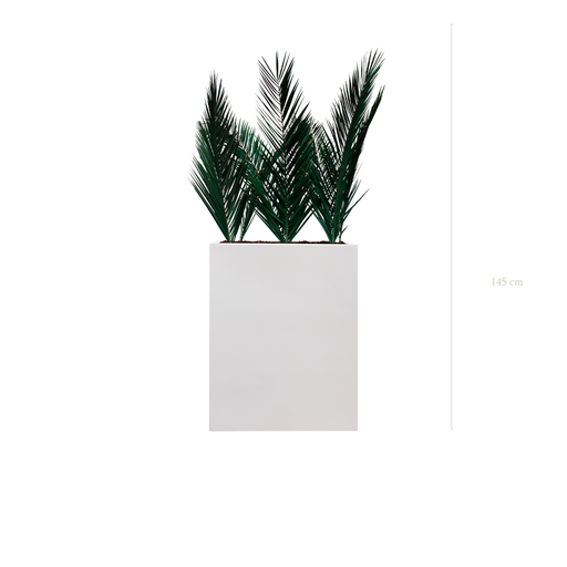 [S-TG6-FB1] Palm M. White Divider #Stabilized