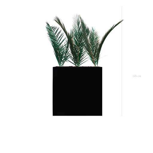 [S-TG6-FB4] The Palm L. Black Divider #Stabilized