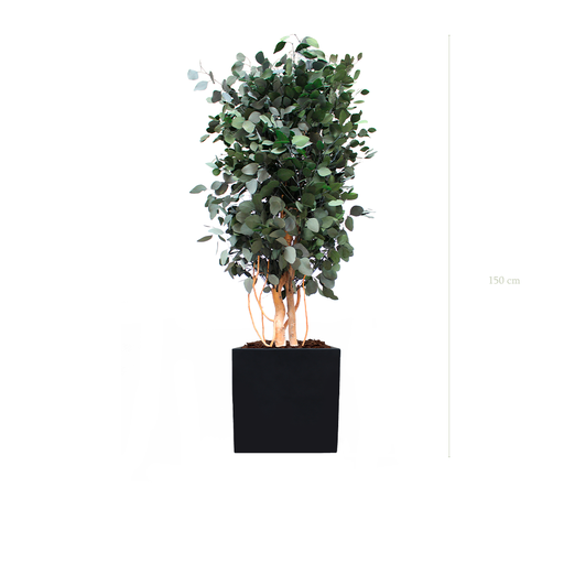 [S-PT4-FB9] Le Populus - Cube Noir #Stabilisé