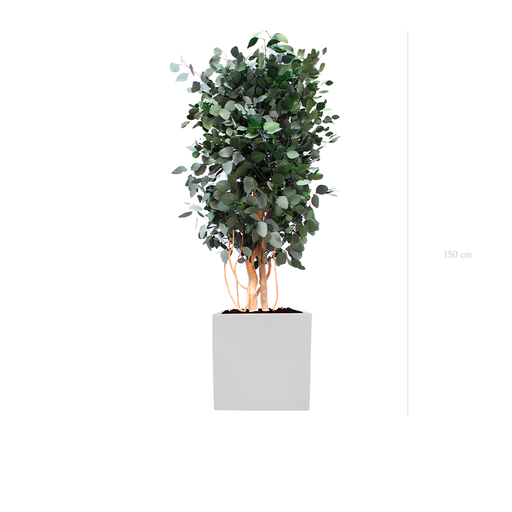 [S-PT4-FB10] Le Populus - Cube Blanc #Stabilisé