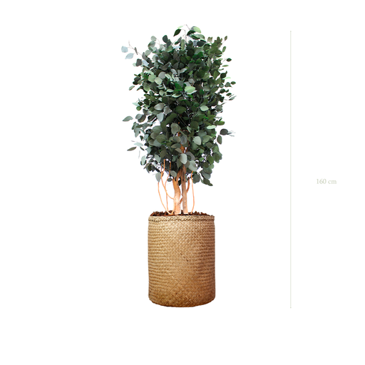 [S-PT4-TR3] The Populus - Natural woven Pot #Stabilized