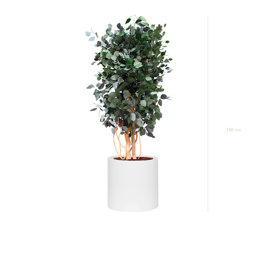 [S-PT4-FB22] Le Populus - Cylindre Blanc #Stabilisé