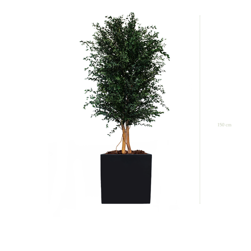 [S-PT5-FB9] Le Parvifolia - Cube Noir #Stabilisé