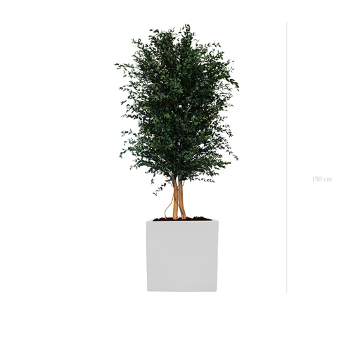 [S-PT5-FB10] Le Parvifolia  - Cube Blanc #Stabilisé