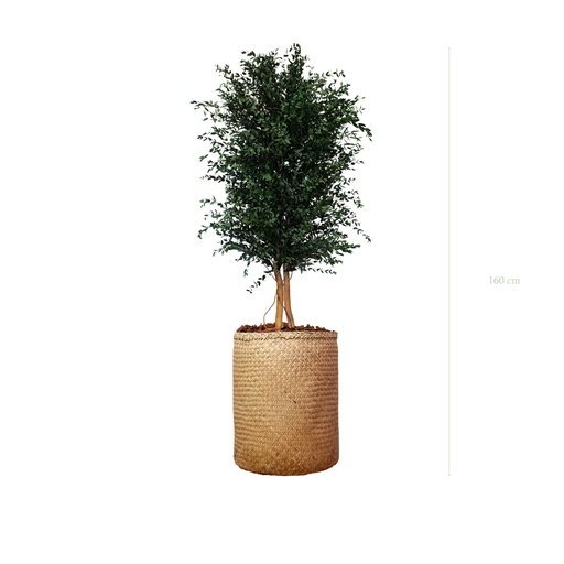 [S-PT5-TR3] The Parvifolia - Natural woven Pot #Stabilized