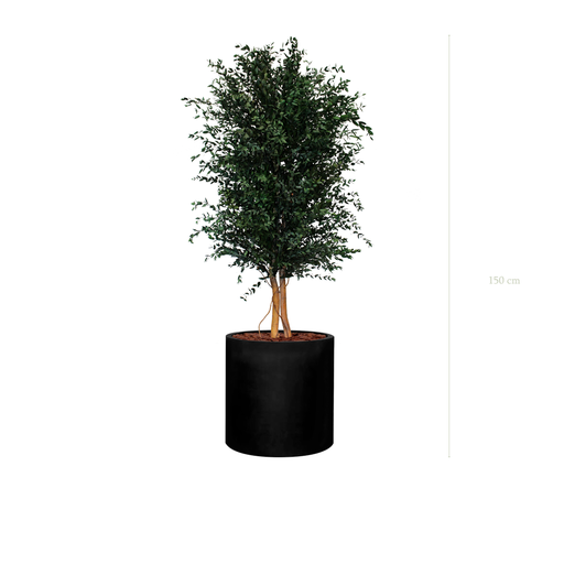 [S-PT5-FB23] The Parvifolia - Black Cylinder #Stabilized