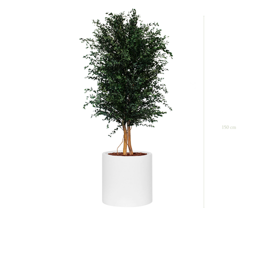 [S-PT5-FB22] Le Parvifolia - Cylindre Blanc #Stabilisé