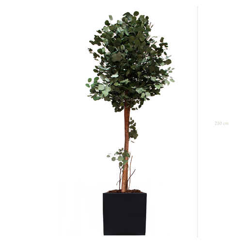 [S-PT6-FB9] The Tall Populus - Black Cube #Stabilized