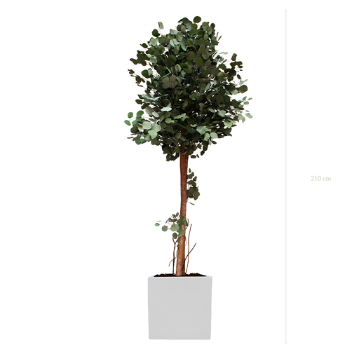 [S-PT6-FB10] The Tall Populus - White Cube #Stabilized