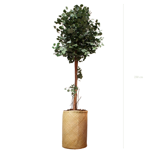 [S-PT6-TR3] The Tall Populus - Natural woven Pot #Stabilized