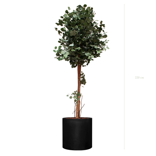 [S-PT6-FB25] The Tall Populus - Black Cylinder #Stabilized