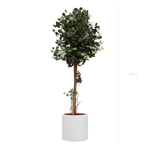 [S-PT6-FB24] The Tall Populus - White Cylinder #Stabilized