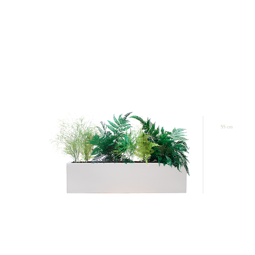 [S-J2-FB16] Jardinière Fougère - Bac Blanc #Stabilisé