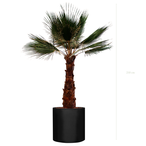 [S-PT7-FB27] The Palm Tree - Black Cylinder #Stabilized