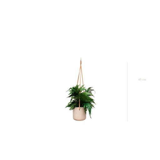 [S-TG2-B1] The Fern Rumora - Concrete Pot #Stabilized