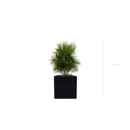 [S-TG1-FB7] The Wild Grass - Black Cube #Stabilized
