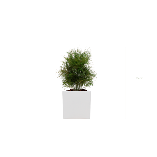 [S-TG1-FB8] L’Herbe Folle - Cube Blanc #Stabilisé