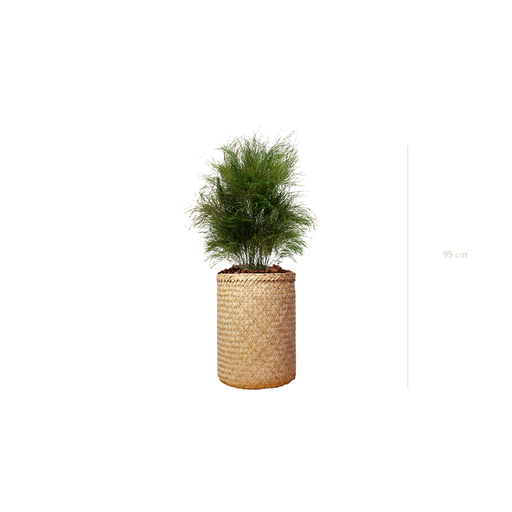 [S-TG1-TR2] L’Herbe Folle - Pot Tressé #Stabilisé