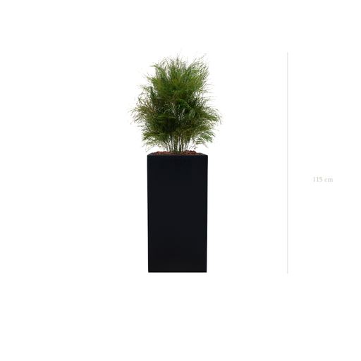 [S-TG1-FB19] The Wild Grass - Tall Black Cube #Stabilized