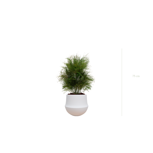 [S-TG1-CE1] L’Herbe Folle - Pot Rond Blanc #Stabilisé