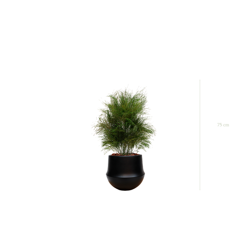 [S-TG1-CE9] L’Herbe Folle - Pot Rond Noir #Stabilisé