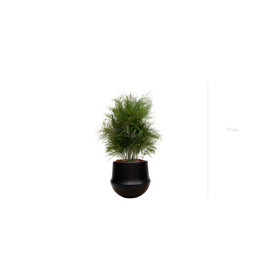 [S-TG1-CE9] The Wild Grass - Black Round Pot #Stabilized