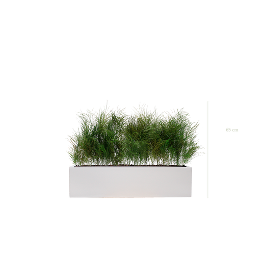 [S-TG1-FB16] Folle Grass Planter - White Planter #Stabilized