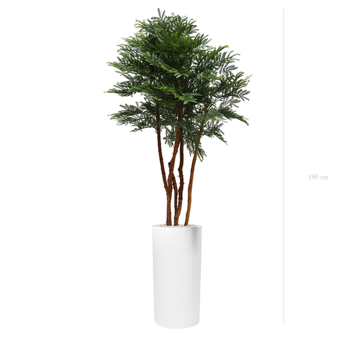 [AE-PT3-FB18] The Tamarind tree - Tall White Cylinder Pot #Artificial #Outdoor