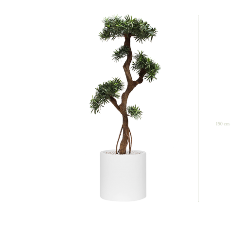 [AE-PT6-FB22] The Podocarpus - White Cylinder Pot #Artificial #Outdoor
