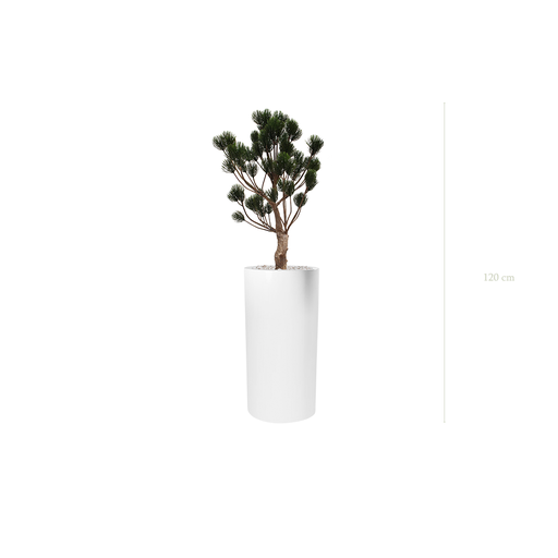 [AE-PT5-FB18] The Garigue Pine Tree - Tall White Cylinder Pot #Artificial #Outdoor