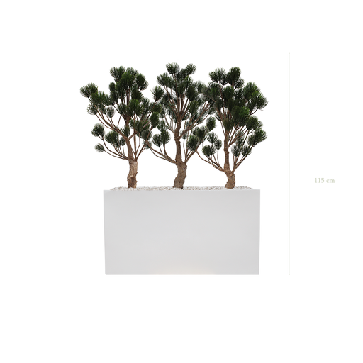 [AE-PT5-FB6] The Garigue Pine Tree S. White Divider #Artificial #Outdoor