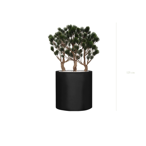 [AE-PT5-FB27] The Garigue Pine Tree - Black Cylinder Pot #Artificial #Outdoor